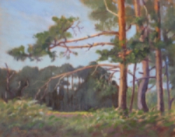 Fir Trees at Blaxhall